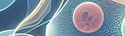 A visually engaging and educational cover image for a public science dossier on microchimerism with1